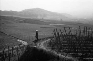 Bickensohl: Umgelegte Weinberge mit Blick gegen Achkarren, mit Spitzli