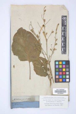 Nicotiana paniculata