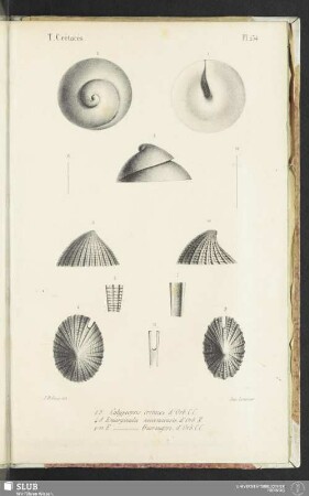 Pl. 234