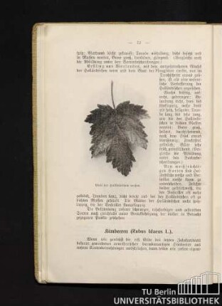 Himbeeren (Rubus Idaeus L.)