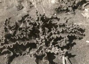 Südwestafrika (Namibia). Sukkulenten der Wüste Namib. Mesembryanthemum