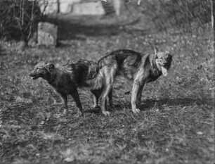 Deutsche Schäferhunde bei der Paarung : Die deutschen Schäferhunde Pascha und Frigga bei der Paarung.