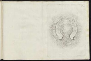 Planche 11. - Planche 14.