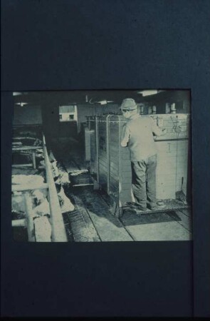 Fotografie: Fütterungstechnik, Anbindestall, Milchviehhaltung, Futtervorlage, Futterverteilwagen