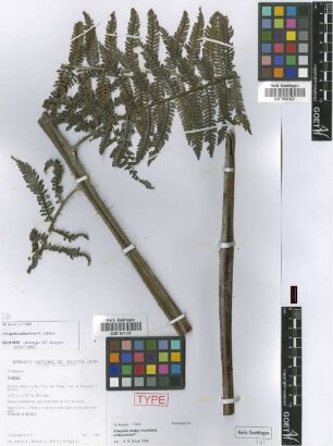 Alsophila minervae Lehnert [isotype]