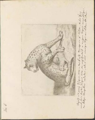 Nro 6: [Leopard mit zwey Jungen, 1772 in der fürstl. Menagerie zu Cassel. ...]