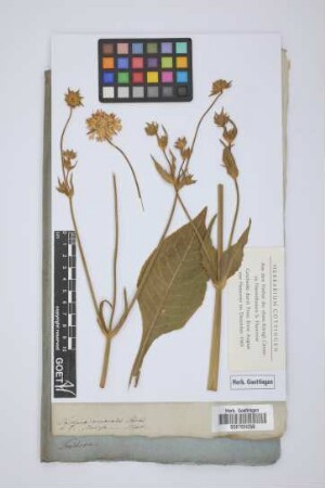 Trichera nemoralis Schrad.
