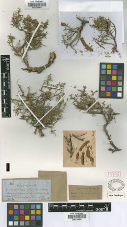 Prosopis campestris Griseb.