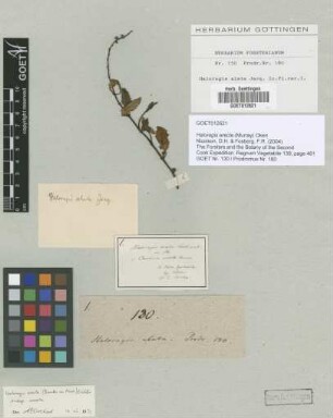 Haloragis erecta (Murray) Oken