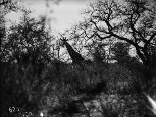 Giraffe : Giraffe in der Savanne im Nationalpark.