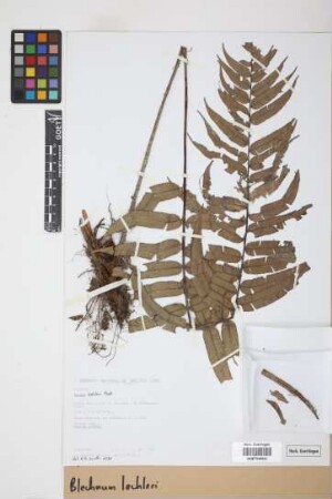 Blechnum lechleri Mett.