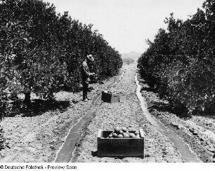 Arizona, Salt River Valley, Landwirtschaft, Bewässerung, Salt River Project. Bewässerung einer Orangenzucht, Aufnahme, Depart. of the Interior, Washington, 2 Abzüge