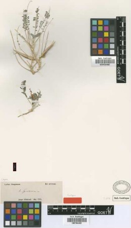Astragalus spinescens Bunge [syntype]