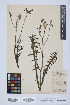 Lactuca