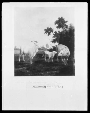 Ziegenbock, Schaf und Lamm auf einer Wiese