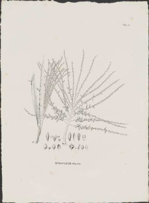 Tab. 2. Hyospathe elegans.