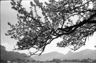 Rottach: blühender Baum bei Rottach, Hintergrund Landschaft