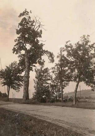 Bergahorn bei Schellerhau : Sächsische Schweiz-Osterzgebirge. Alter (absterbender) Bergahorn. Acer pseudoplatanus, am Grundstück Nr. 30 in Schellerhau