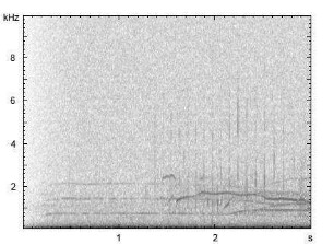 Kojote | Canis latrans - Heulen