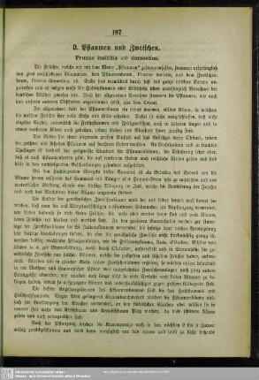 D. Pflaumen und Zwetschen