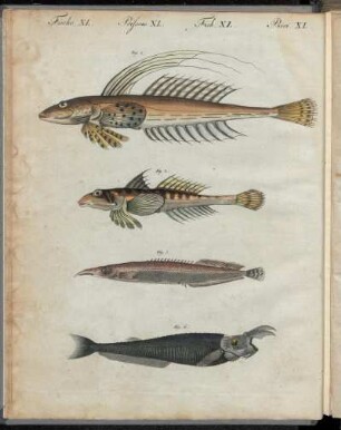 No. 3. Fische. XL. Fische von Sonderbarer Gestalt.