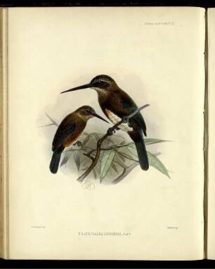 Brachygalba Lugubris. [bis] Brachygalba Melanosterna.