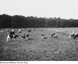 Böhlitz-Ehrenberg-Gundorf (Kreis Leipziger Land). Luppe-Aue mit weidender Rinderherde