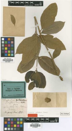 Combretum gallabatense Schweinf. [syntype]