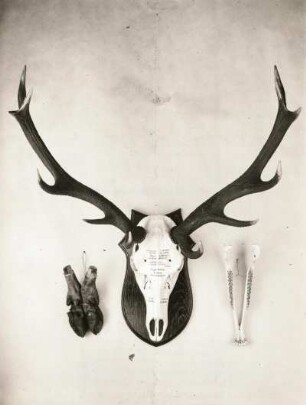 Rothirsch (Cervus elaphus). Geweih. Abschuß 1934 (Hirsch fußlahm). Sächsische Jagdausstellung 1935