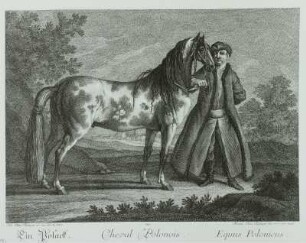 Ein Polack : Pferd, Stich, 18. Jh.