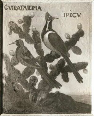 CVIRATAIEIMA IPECU Specht (Picus comatus)