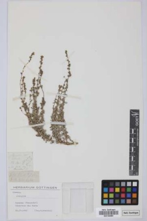 Atriplex glauca L.