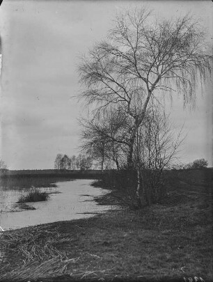 Birken am Teich : Birken (Betula pendula Roth) am Dippelsdorfer Teich bei Moritzburg.