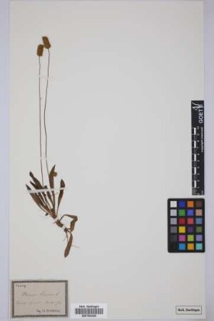 Plantago lagopus lagopus L.
