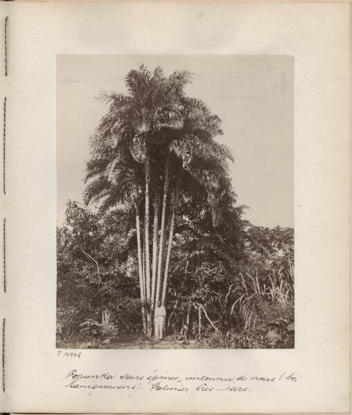 Palmengruppe