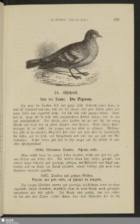 34. Abschnitt. Von der Taube. Du pigeon