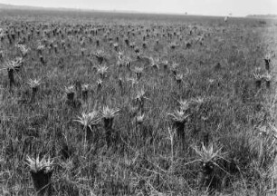 Graslandschaft : Blick über eine ausgedehnte Graslandschaft.