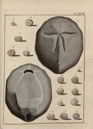 Tab. XLVIII.