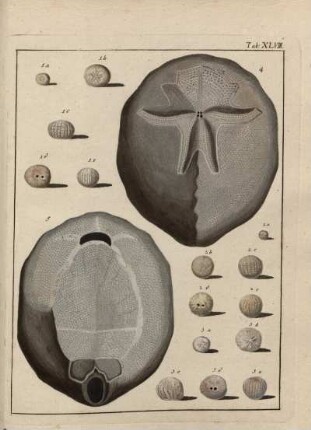 Tab. XLVIII.
