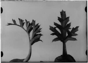 Mannstreu (Eryngium campestre), junges Blatt