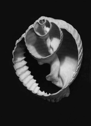 Malea ringens (Gezahnte Tonnenschnecke), Queranschnitt