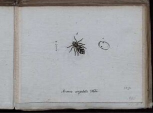 Aranea cingulata Mihi. [bis] Asilus punctatus Fabr.