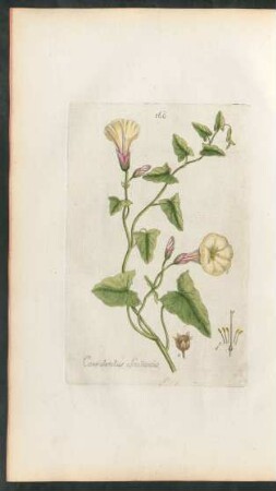 160. Convolvulus Scammonium