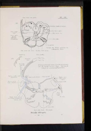 206 Schema der Bahnen des Nervus cochleae (schwarz) und des Nervus vestibuli (blau). Die laterale Schleife ist unterbrochen gezeichnet.