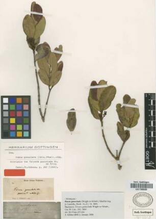 Tricera gonoclada Wright ex Griseb. [holotype]