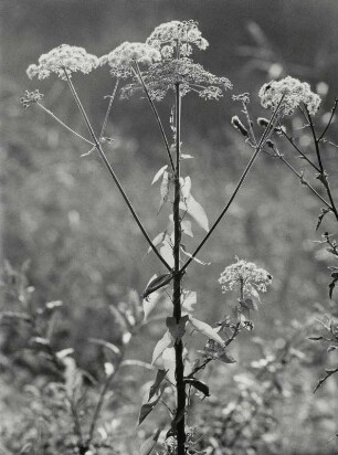 Blüten