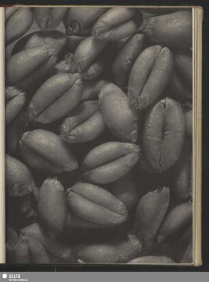 Winterweizen, Triticum vulgare