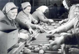 Kartoffelernte in Luga : Land- und Viehwirtschaft - Hackfruchternte. Ort: Łuh / Luga. Bei der Kartoffelauslese