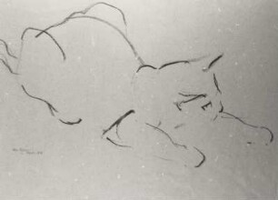 Katze : Katze. Kohlezeichnung (1950; E. Richter). Dresden-Striesen, Borsbergstraße 11, Atelier der Künstlerin