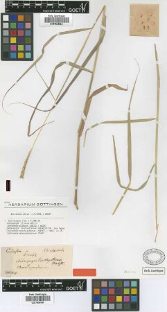 Andropogon brachyatherus Hochst. [isotype]